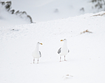 BB 13 0408 / Larus argentatus / Gråmåke
